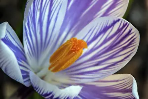 Spring Crocus Prints: Spring crocus (Crocus vernus), flower
