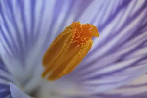Spring Crocus Prints: Spring crocus (Crocus vernus), flower