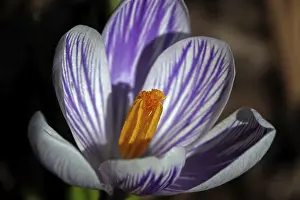 Spring Crocus Prints: Spring crocus (Crocus vernus), flower
