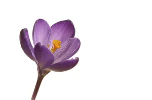 Spring Crocus Prints: Spring crocus (Crocus vernus hyb.)