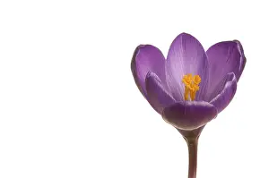 Close Up Macro Shot Prints: Spring crocus (Crocus vernus hyb.)