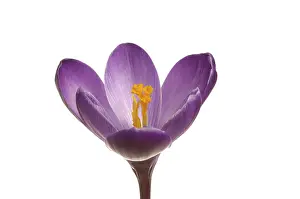 Spring Crocus Prints: Spring crocus (Crocus vernus hyb.)