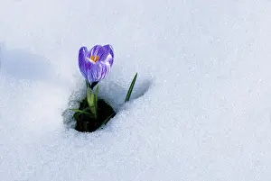 Spring Crocus Prints: Spring Crocus (Crocus vernus) in the snow