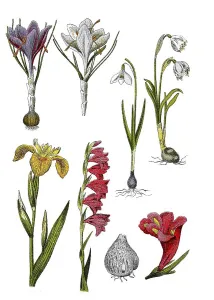 Historic Flower Illustration Prints: Spring crocus or spring saffron