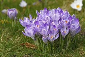First Day Of Spring Bloom Prints: Spring crocuses (Crocus vernus) in bloom