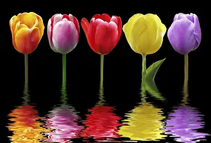 Central Europe Spring Florals Prints: Spring and easter greeting card design layout