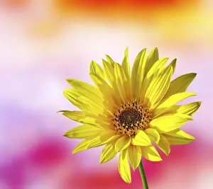 Spring Flower Prints: Spring Flower