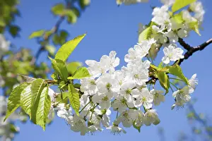 Agricultural Crops Prints: Spring flowers
