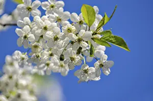 Springtime Blooms Prints: Spring flowers on cherry branches