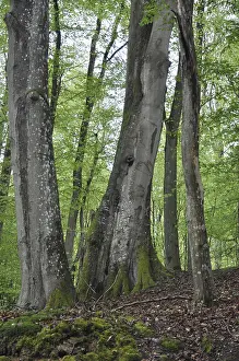 Forest Scenery Prints: Spring forest, forest, nature, beech