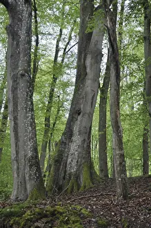 Forest Scenery Prints: Spring forest, forest, nature, beech