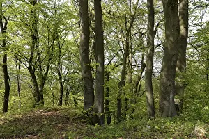 Spring Landscape Prints: Spring forest, forest, nature, beech