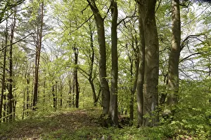 Spring Landscape Prints: Spring forest, forest, nature, beech