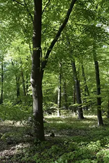 Open Air Landscapes Prints: Spring forest, forest, nature, beech