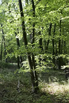 Wooded Landscape Prints: Spring forest, forest, nature, beech