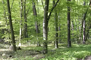Wooded Landscape Prints: Spring forest, forest, nature, beech