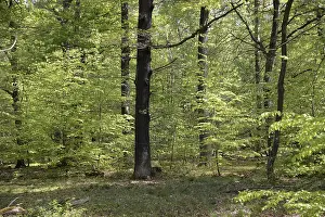 Wooded Landscape Prints: Spring forest, forest, nature, beech