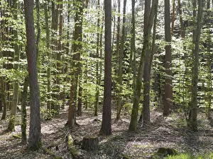 Spring Landscape Prints: Spring forest, forest, nature, beech