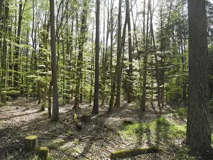 Wooded Landscape Prints: Spring forest, forest, nature, beech