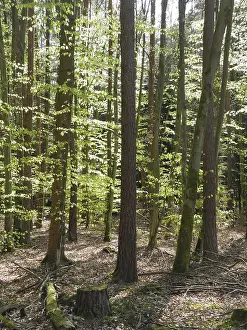 Wooded Landscape Prints: Spring forest, forest, nature, beech