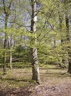 Woodland Scenery Prints: Spring forest, forest, nature, beech