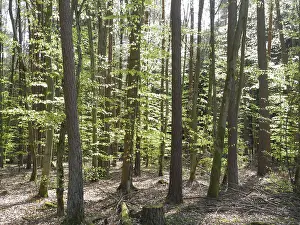 Wooded Landscape Prints: Spring forest, forest, nature, beech