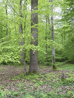 Spring Landscape Prints: Spring forest, forest, nature, beech