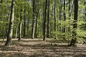 Wooded Landscape Prints: Spring forest, forest, nature, beech