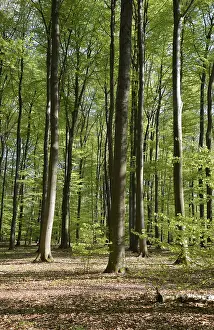 Spring Landscape Prints: Spring forest, forest, nature, beech