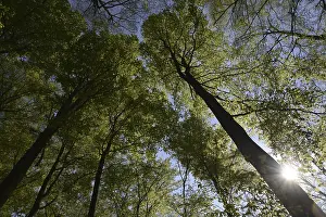 Deciduous Tree Forest View Prints: Spring forest, forest, nature, beech