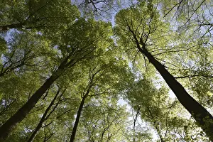 Low Angle View Of Trees Prints: Spring forest, forest, nature, beech