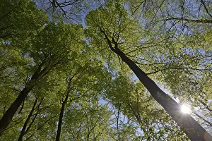 Beech Forest Scenery Prints: Spring forest, forest, nature, beech