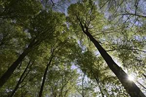 Beech Forest Scenery Prints: Spring forest, forest, nature, beech
