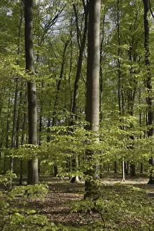 Spring Landscape Prints: Spring forest, forest, nature, beech