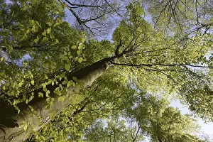 Beech Forest Scenery Prints: Spring forest, forest, nature, beech