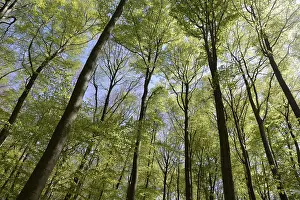 Beech Forest Prints: Spring forest, forest, nature, beech