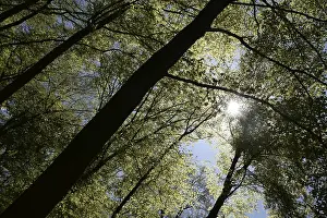 Open Air Landscapes Prints: Spring forest, forest, nature, beech