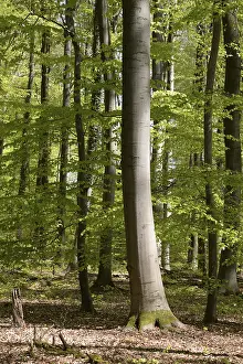 Beech Forest Prints: Spring forest, forest, nature, beech