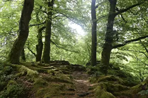 BRD Deciduous Trees Prints: Spring forest, forest, nature, beech