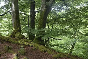 Westerwald Spring Forest Print