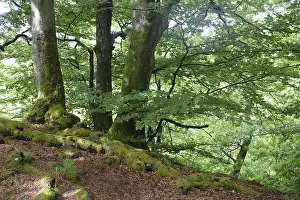 Spring Nature Photography Prints: Spring forest, forest, nature, beech