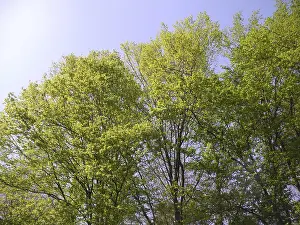Open Air Landscapes Photo Prints: Spring forest, forest, nature, spring