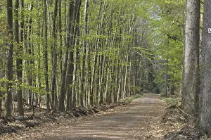 Beech Forest Scenery Prints: Spring forest, forest, path, forest path