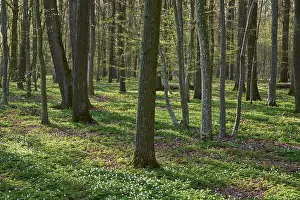 Wildflowers In Bavaria Prints: Spring forest with green background