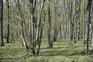 Franconia Nature Photography Prints: Spring, forest, spring, landscape