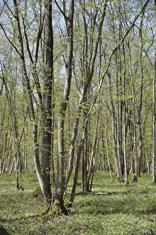 Deciduous Tree Scenery Prints: Spring, forest, spring, landscape