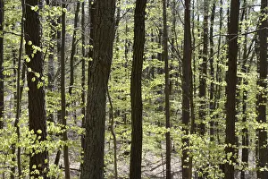 Southern Germany Woods Prints: Spring, forest, spring, landscape