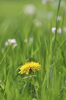 Wildflower Close Up Prints: Spring meadow