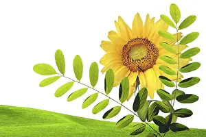 Agricultural Countryside Landscape Prints: Spring nature background