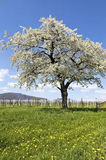 Cherry Blossom Season Prints: Spring, nature, landscape, tree